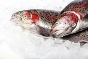fresh trout ice isolated white
